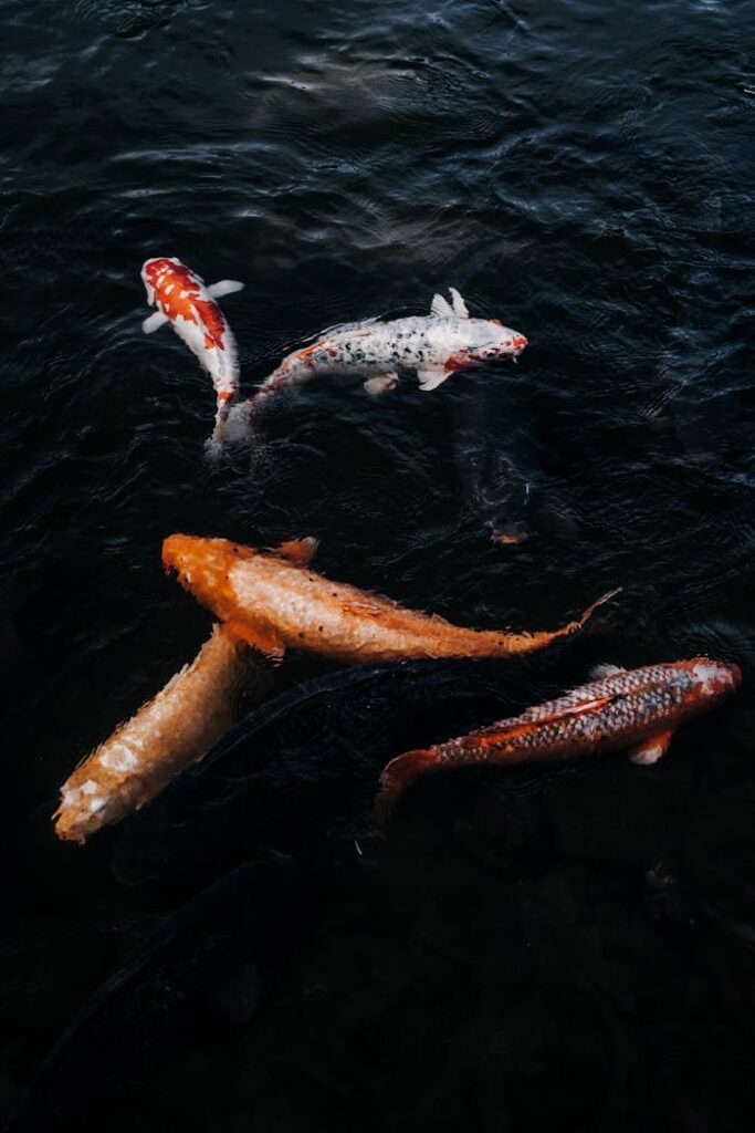 Aerial view of colorful koi fish swimming gracefully in a tranquil pond, showcasing natural beauty.