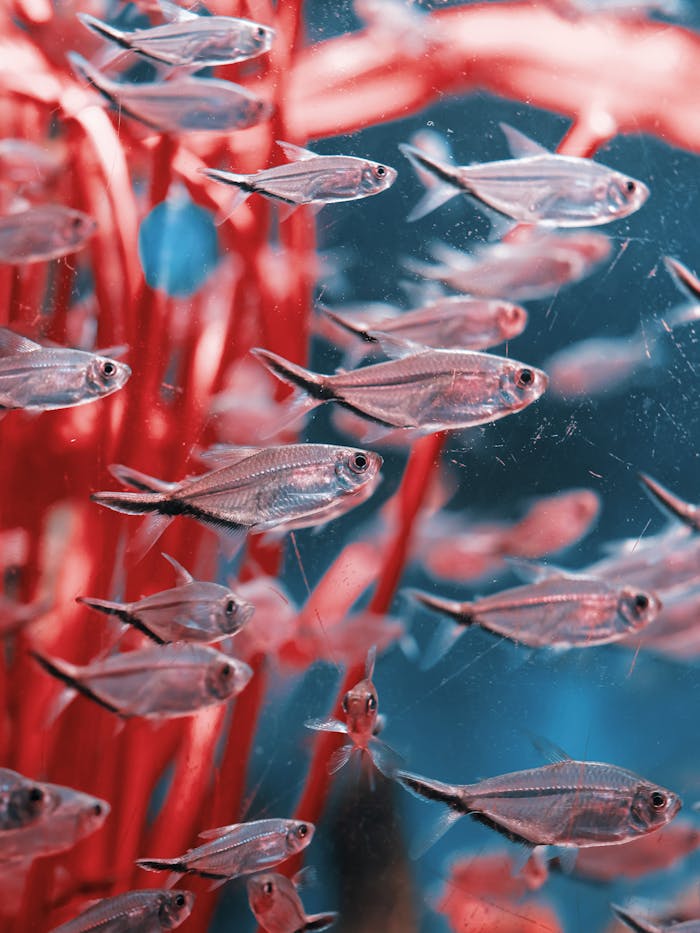 pexels-photo-17957467 Vibrant close-up of small ornamental fish swimming in an aquarium filled with vivid red plants.