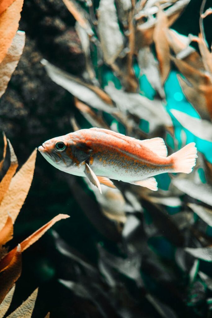 A colorful fish swims gracefully among seaweed in an oceanic environment, Lisbon location.
